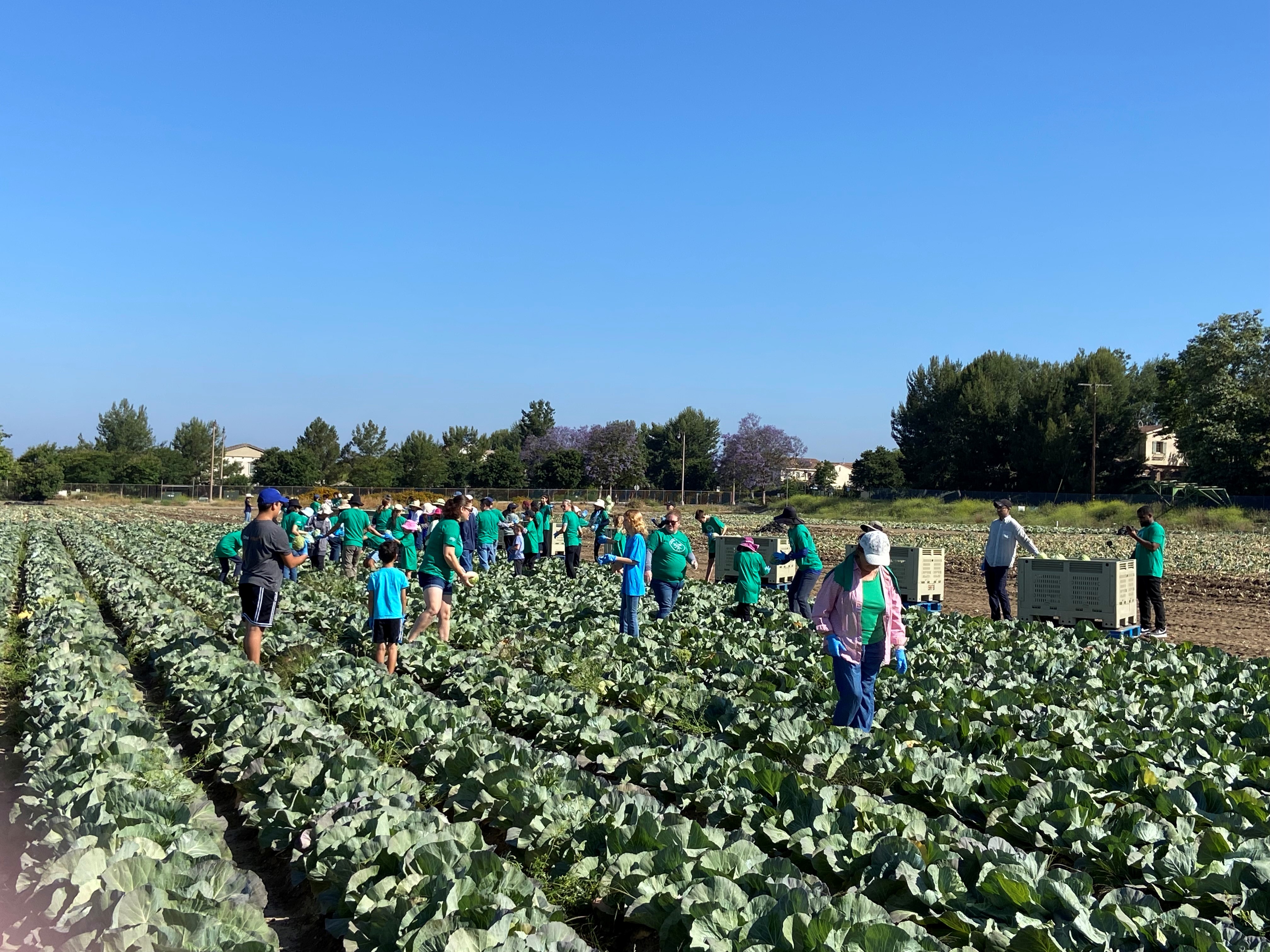 Harvest Solutions Farm