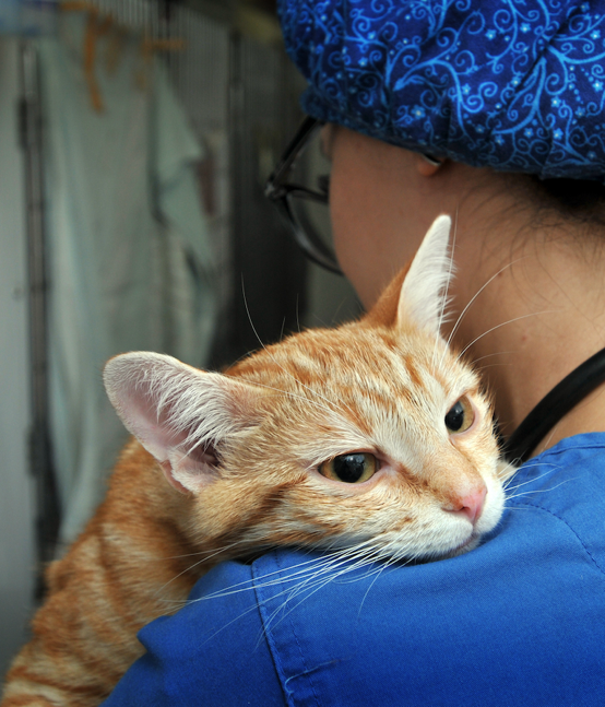 Photo of cat being cared for by veterinarian.. 